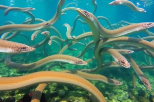 21 Interesting Facts About Eels