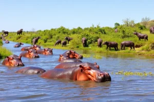 21 Interesting Facts About Hippopotamuses