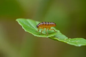 21 Interesting Facts About Chiggers