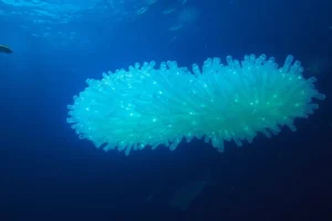 21 Interesting Facts About Pyrosomes