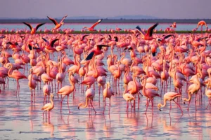 21 Interesting Facts About Flamingo Flocks