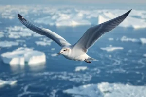 21 Interesting Facts About Most Migratory Animals (Arctic Tern)