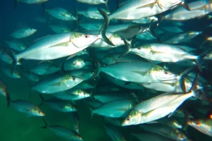 21 Interesting Facts About Mackerel Schooling Behavior
