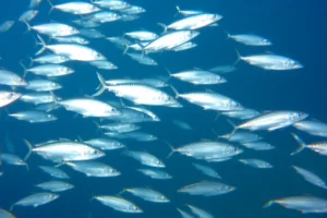 21 Interesting Facts About Sardine Predator Avoidance