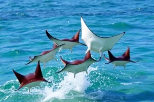 21 Interesting Facts About Devil Ray Acrobatics