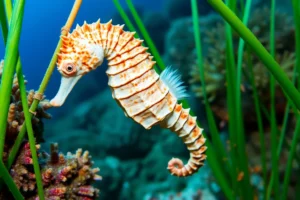 21 Interesting Facts About Seahorses