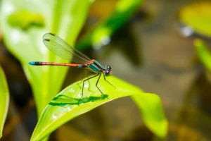 21 Interesting Facts About Damselflies