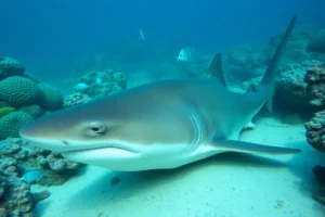 21 Interesting Facts About Nurse Sharks