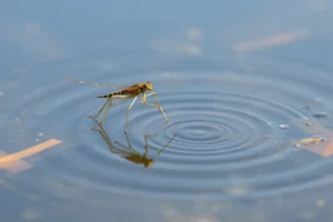 21 Interesting Facts About Water Striders