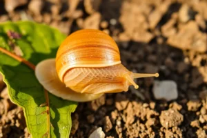 21 Interesting Facts About Estivating Snails