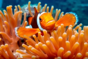 21 Interesting Facts About Clownfish Aggression
