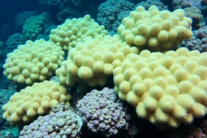 21 Interesting Facts About Brain Coral Growth